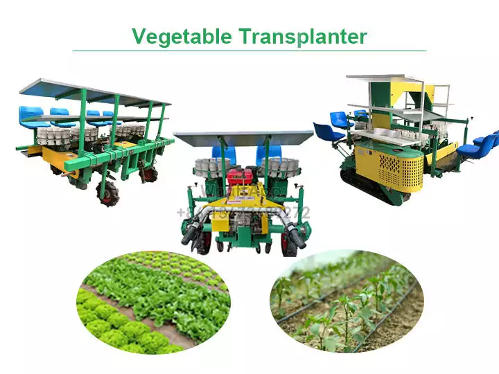 Vegetable transplanter