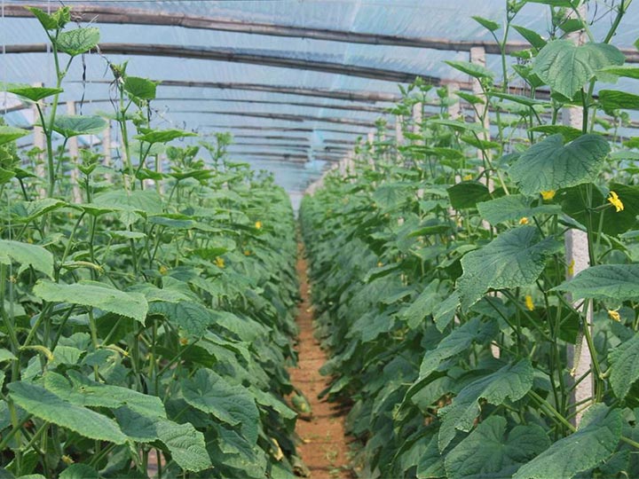 Cucumber fields