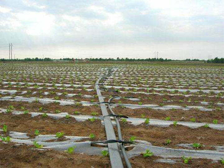 Drip irrigation site