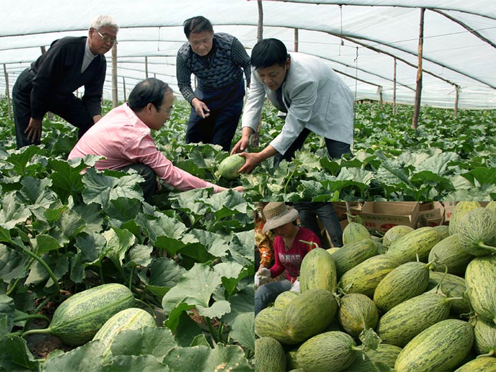 Site de melons