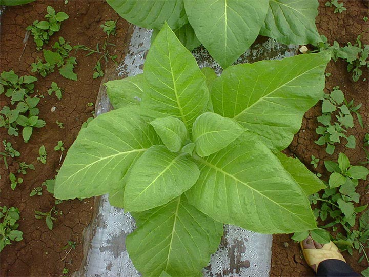 Tobacco field