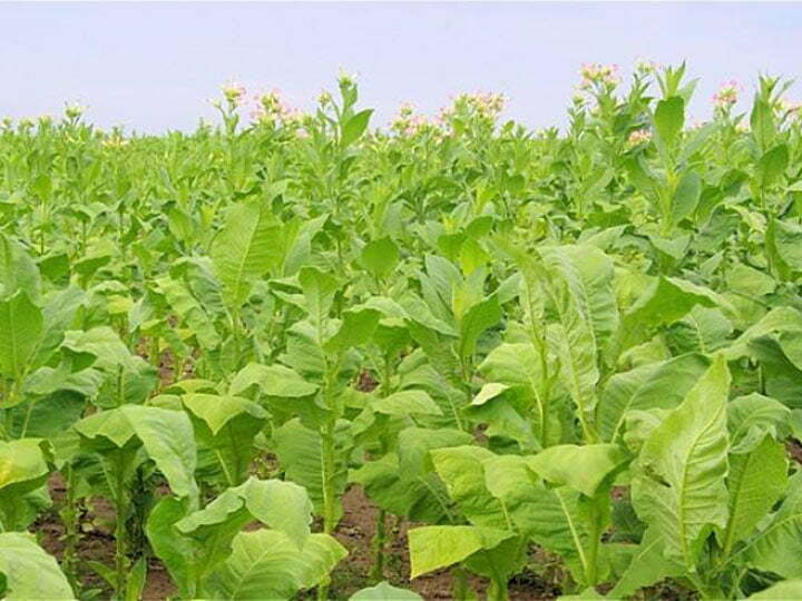 Tobacco seedlings