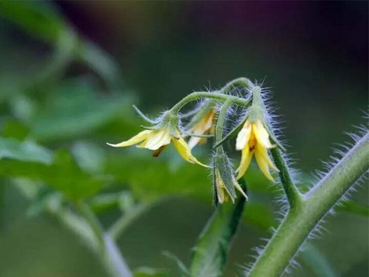 plántula de tomate