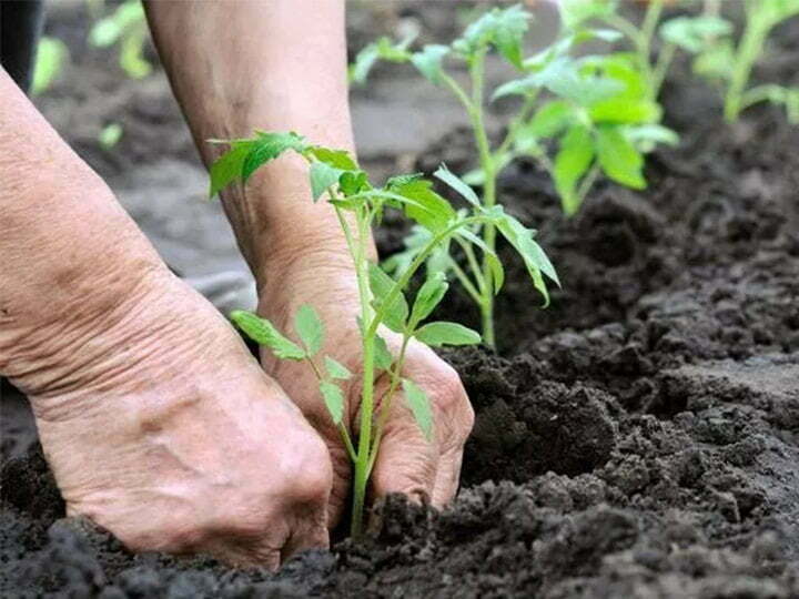 tomato seedlings