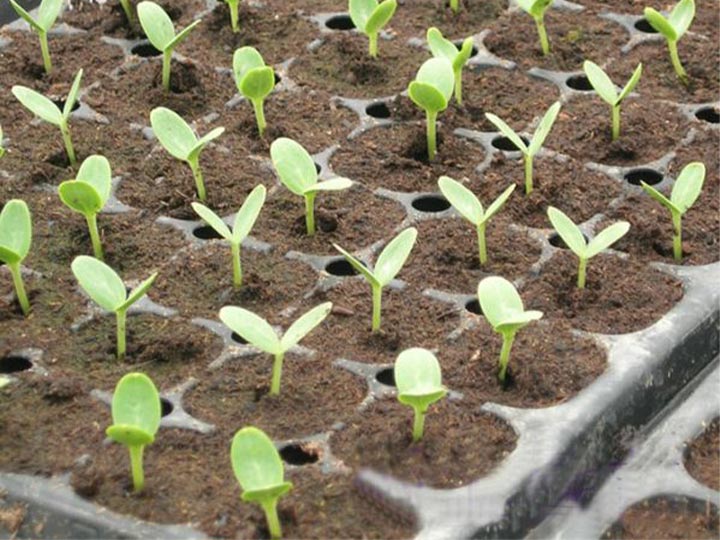 tomato seedlings