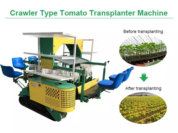 Máquina transplantadora de tomate tipo esteira rolante