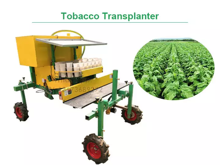 Transplantador de tabaco