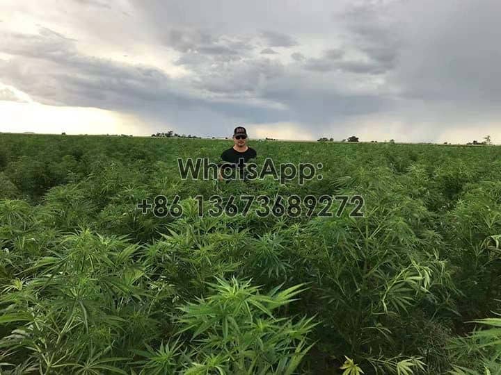 growing-hemp