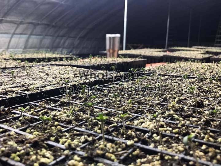 hemp-seedlings