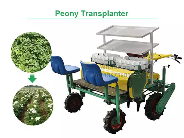 Transplantador de peônia