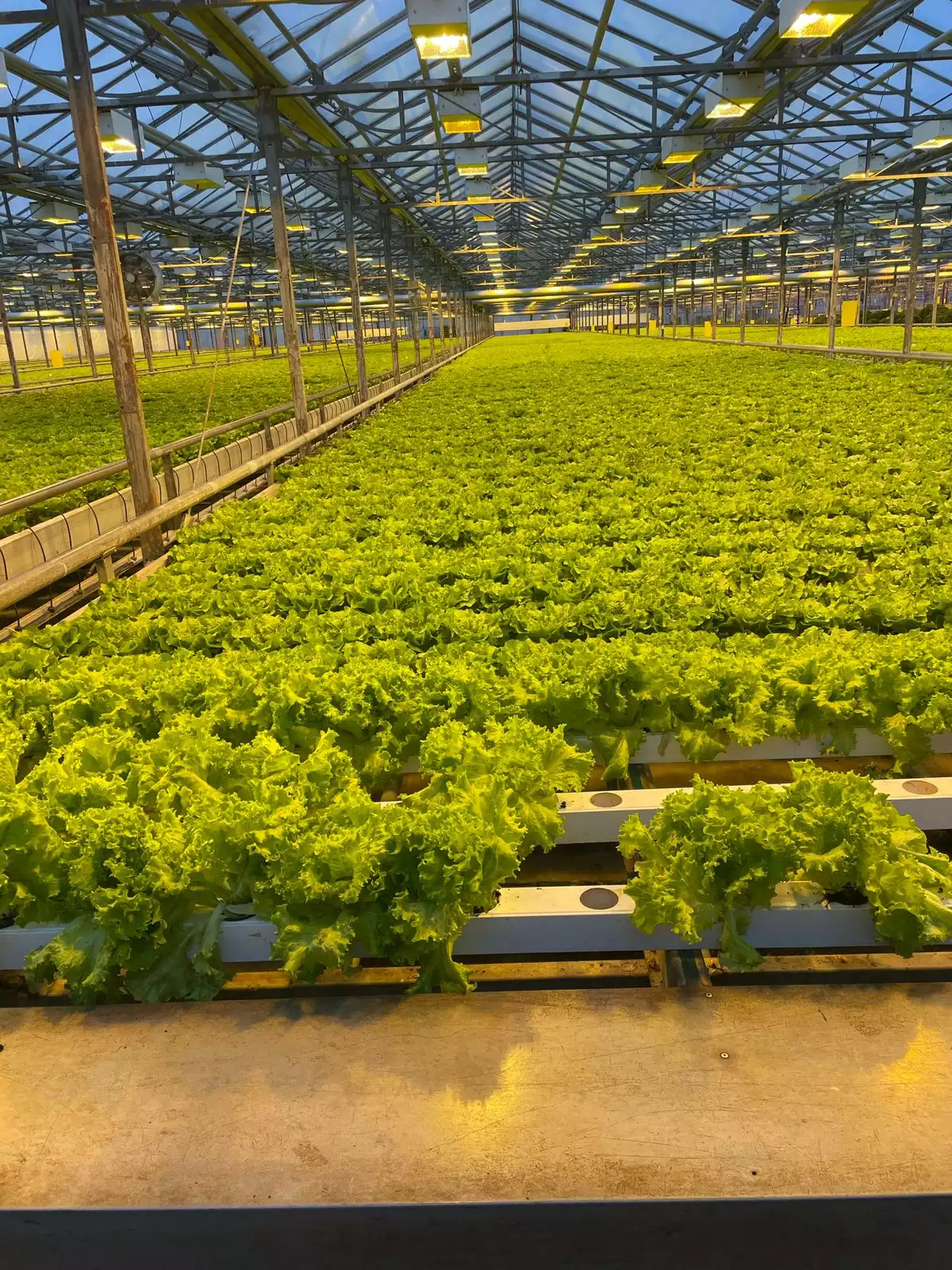 Plantaciones de plántulas de hortalizas de alta tecnología.
