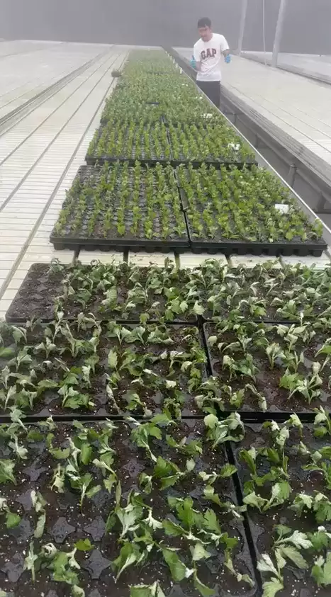 Seedlings in the greenhouse