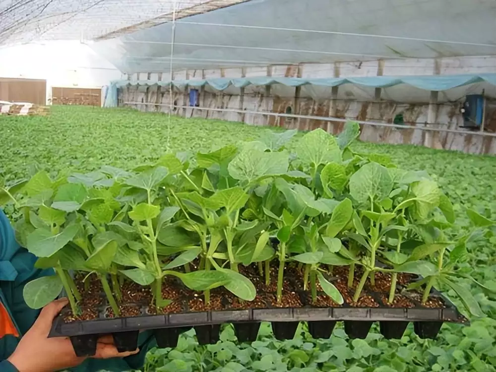 Quality seedlings in the greenhouse