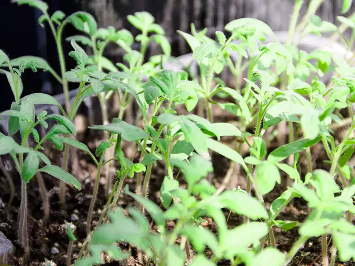 tomato seedlings