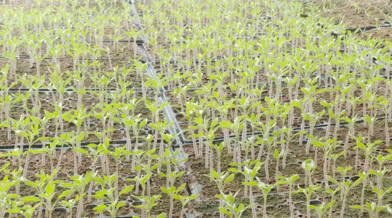 Well-raised tomato seedlings