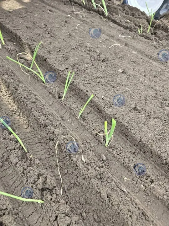 seedling effect