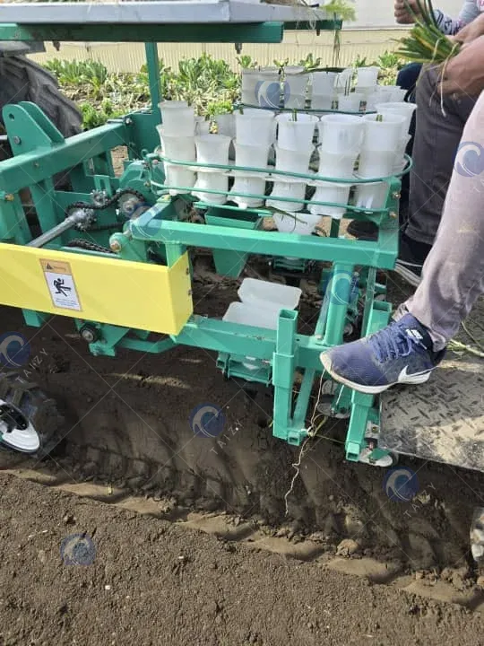 transplanting process of seedlings