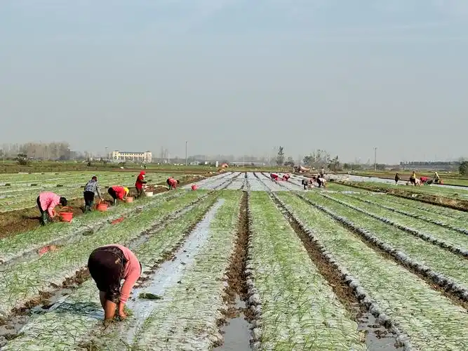 manual onion farming