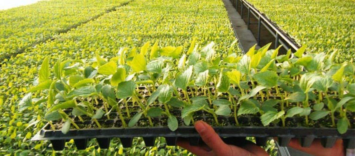 Seedling trays / plastic nursery tray